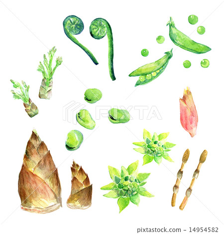 Wild vegetables seasonal vegetables 14954582