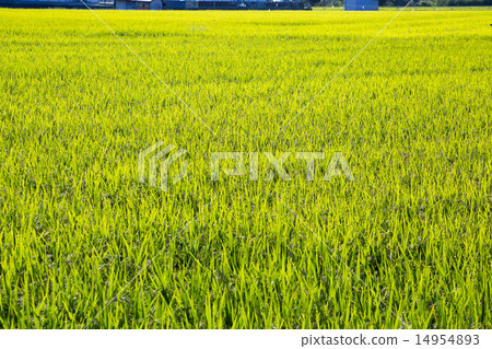 Fall of harvest · New rice 14954893