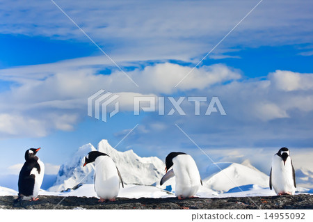 penguins dreaming penguins dreaming 14955092