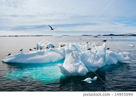 Seagulls in Antarctica 14955099