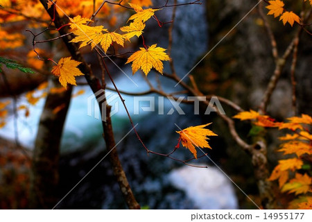 Terracotta of autumn leaves Terracotta of autumn leaves 14955177