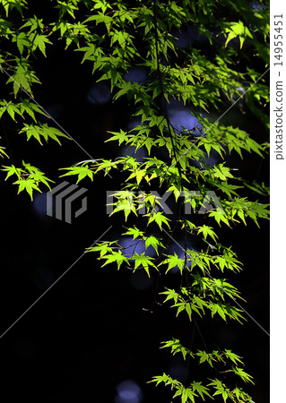 Miyajimake Shrine 14955451