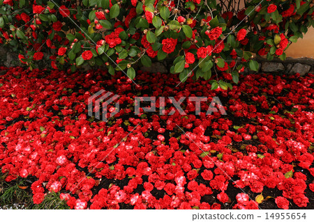 山茶花863 14955654