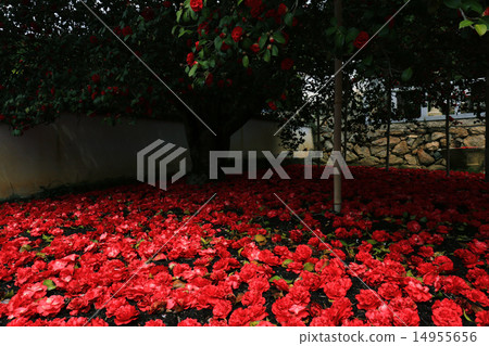 Camellia 874 14955656