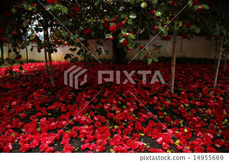 Camellia 18 Camellia 18 14955669