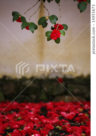 Camellia 38 14955673