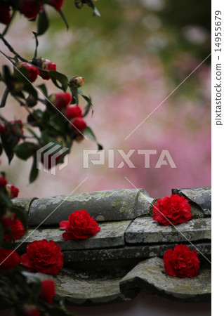 Camellia 71 Camellia 71 14955679