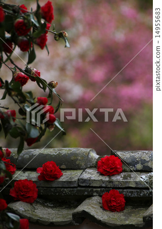 Camellia 82 Camellia 82 14955683