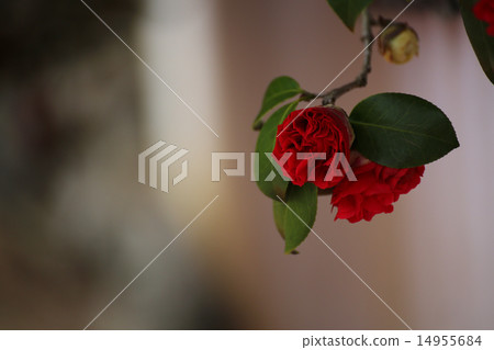 Camellia 97 14955684