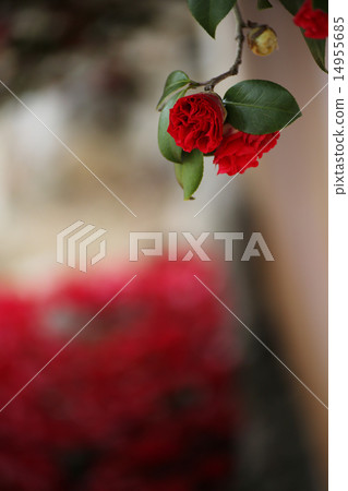 Camellia 98 Camellia 98 14955685