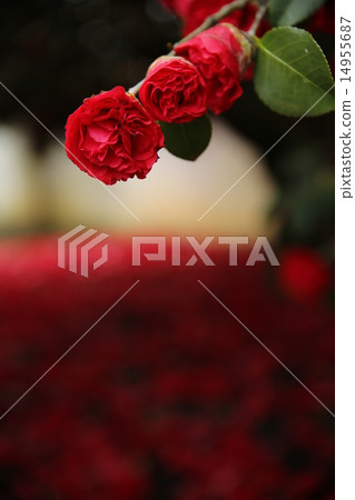 山茶花014 山茶花014 14955687