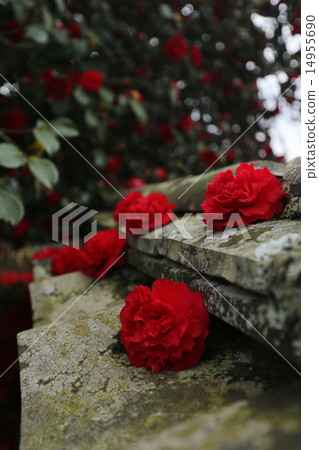 山茶花036 14955690