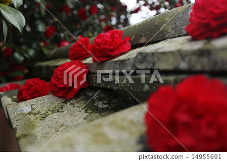 Camellia 041 Camellia 041 14955691