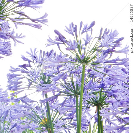Blooming, purple kimiko, agapansas series (white background, character space) Blooming, purple kimiko, agapansas series (white background, character space) 14955857