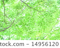 Fresh green maple momiji 14956120