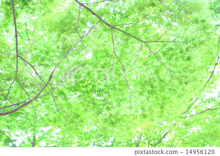 Fresh green maple momiji 14956120