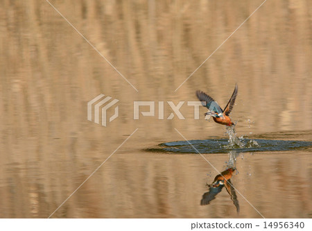 當它是動態的 當它是動態的 14956340