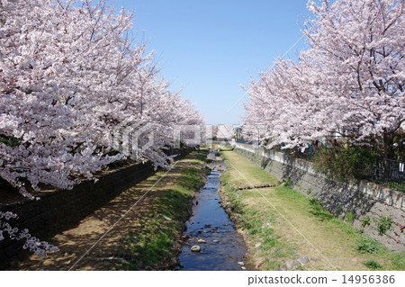 Cherry tree light up in Nogawa, Koganei, Tokyo (direction of Nishinobashi seen from Bentembashi) Cherry tree light up in Nogawa, Koganei, Tokyo (direction of Nishinobashi seen from Bentembashi) 14956386