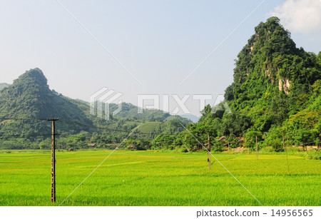Rice fields on terraced in Vietnam Rice fields on terraced in Vietnam 14956565