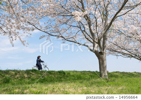 New term (bicycle school) 1 14956664