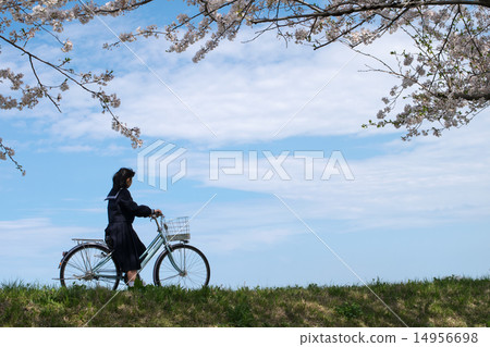 New semester (Biking school) 4 Cherry blossoms and Tsukushi 14956698