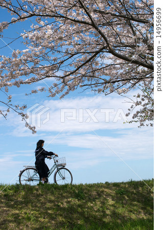 New semester (Biking school) 5 Cherry blossoms and Tsukushi 14956699
