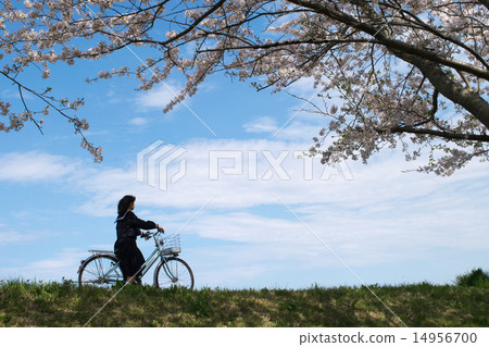 New semester (Biking school) 6 Sakura and Tsukushi 14956700