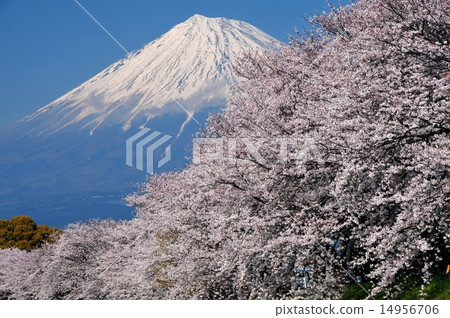 櫻花和龍佛山的富士山 14956706