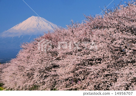 櫻花和龍佛山的富士山 14956707