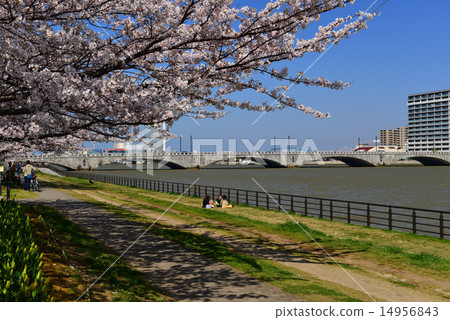 Cherry blossom trees and Banyan bridge 14956843