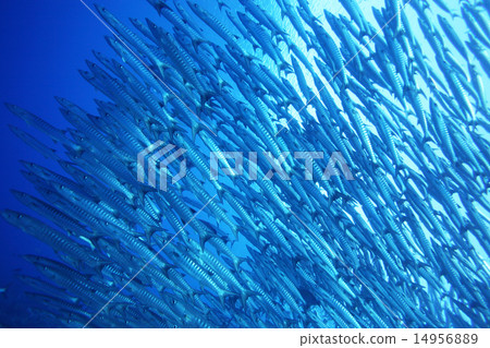 一組梭子魚01 14956889