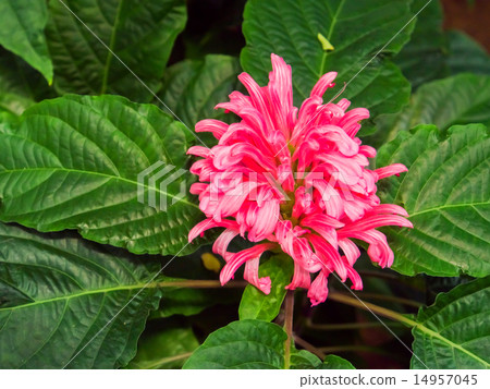 Justicia · CARNAIA, SANGO BUNNA, Fox family 14957045