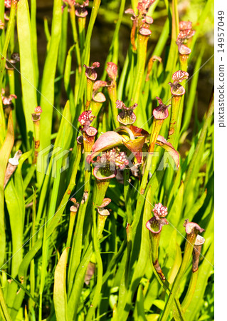 Salacenia·Leucophila,Salacenianaceae,南美洲南美洲 Salacenia·Leucophila,Salacenianaceae,南美洲南美洲 14957049