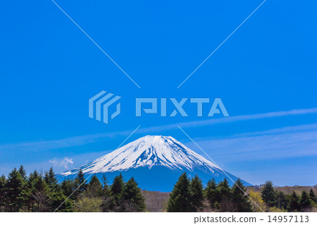 Forest and Mount Fuji 14957113