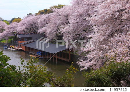 Chidorigafuchi櫻桃樹 14957215