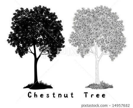 圖庫插圖: chestnut tree silhouette contours and inscriptions