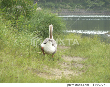 鵝 14957749