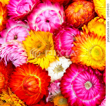 colorful flowers colorful flowers 14958483
