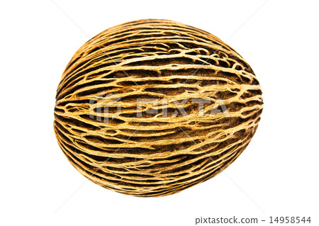 Alstonia scholaris seed on white background 14958544