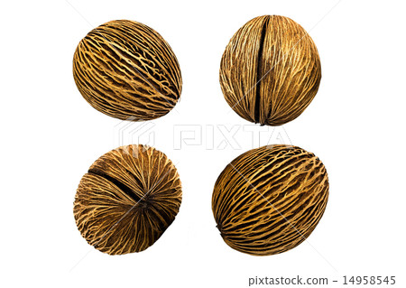 Alstonia scholaris seed on white background Alstonia scholaris seed on white background 14958545