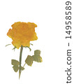 黃玫瑰 14958589