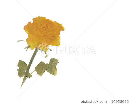 Yellow roses (Yoko) Yellow roses (Yoko) 14958623