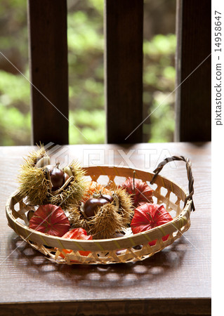 Chestnut and auction Chestnut and auction 14958647