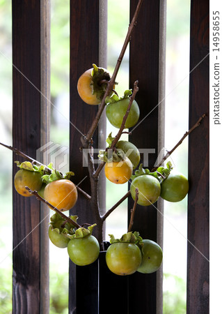 柿子插花 柿子插花 14958655