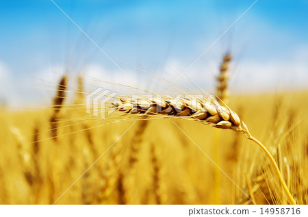 golden harvest close up golden harvest close up 14958716