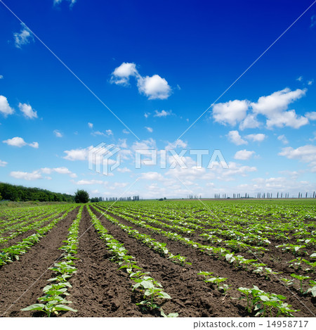 field with green sunflowers under cloudy sky field with green sunflowers under cloudy sky 14958717