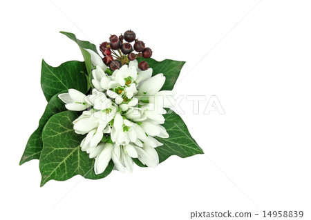 Bouquet of snowdrops 14958839