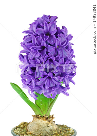 Purple hyacinth 14958841