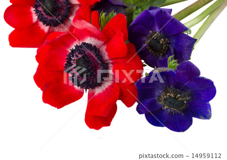 anemone flowers anemone flowers 14959112