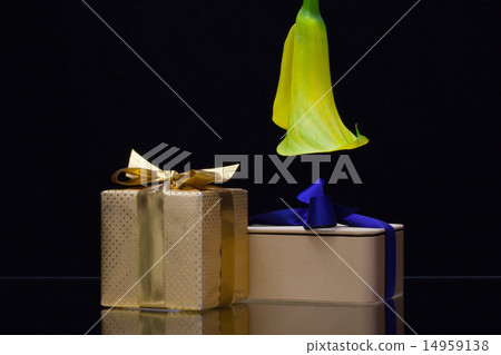 Yellow calla lily and gift on a black  background 14959138